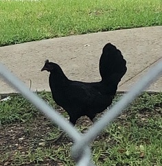RIP: Black Chicken 1